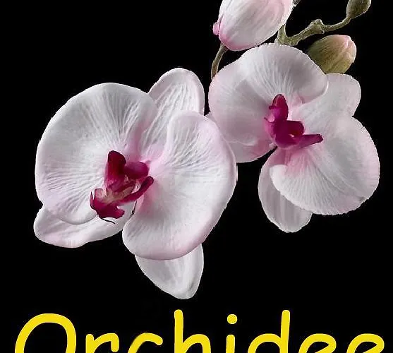 Orchidee *